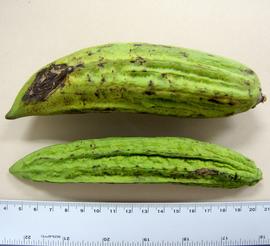   Fruits:   Parmentiera aculeata ; Photo by N. Diaz, USDA APHIS PPQ, imageID.idtools.org
